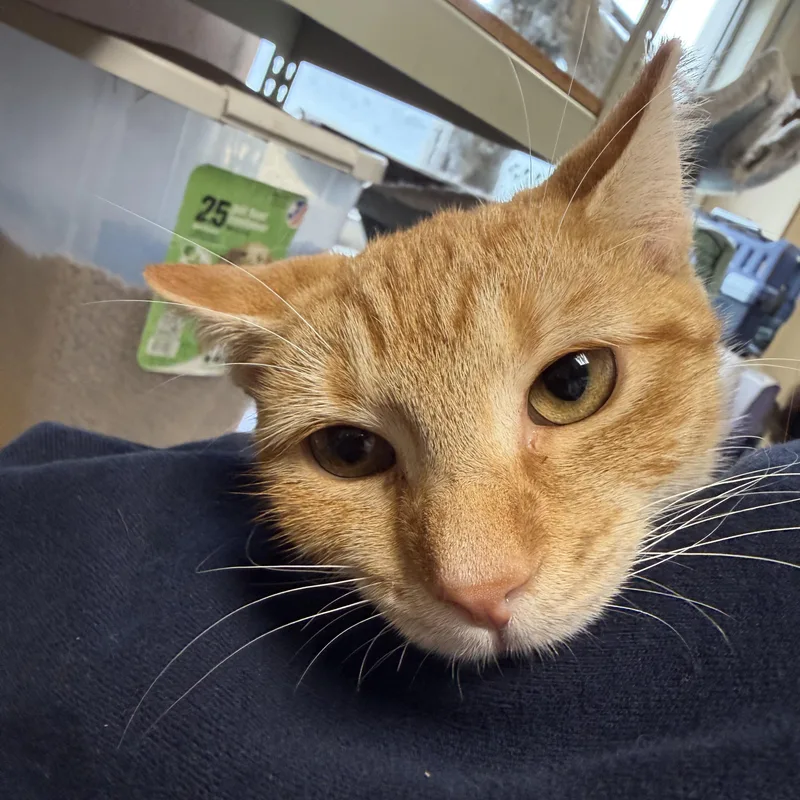 A baby small-sized female Domestic Short Hair cat named Lucy for adoption in Lindenhurst, NY