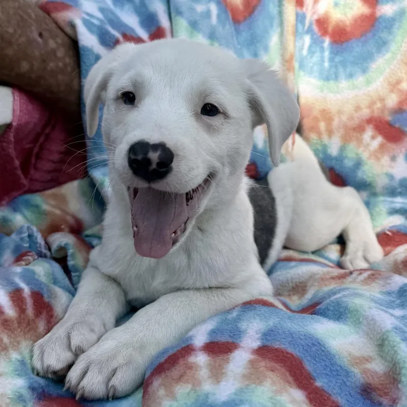 A baby small-sized male White / Cream Pit Bull Terrier dog named Jon for adoption in Wadena, MN