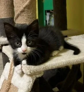 A baby medium-sized female Black & White / Tuxedo Domestic Short Hair cat named Panda for adoption in Mason City, IA