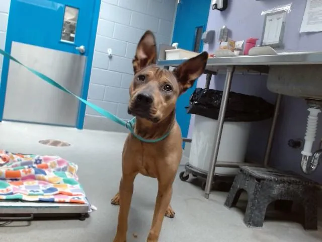 A young medium-sized male Pit Bull Terrier dog named Zayden for adoption in Albuquerque, NM