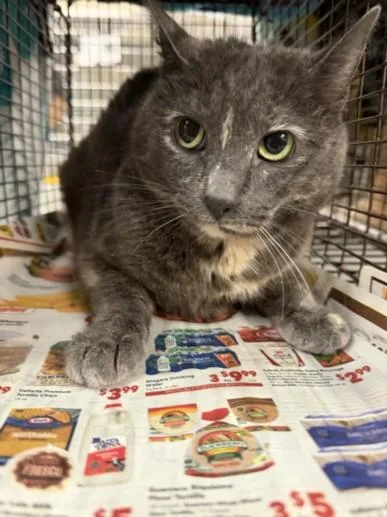 An adult medium-sized female Domestic Short Hair cat named Jenie for adoption in Van Nuys, CA