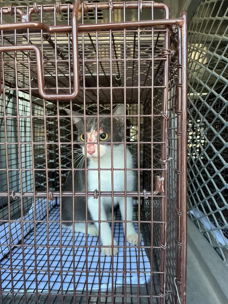 A young medium-sized male Domestic Short Hair cat named Storm for adoption in New Braunfels, TX