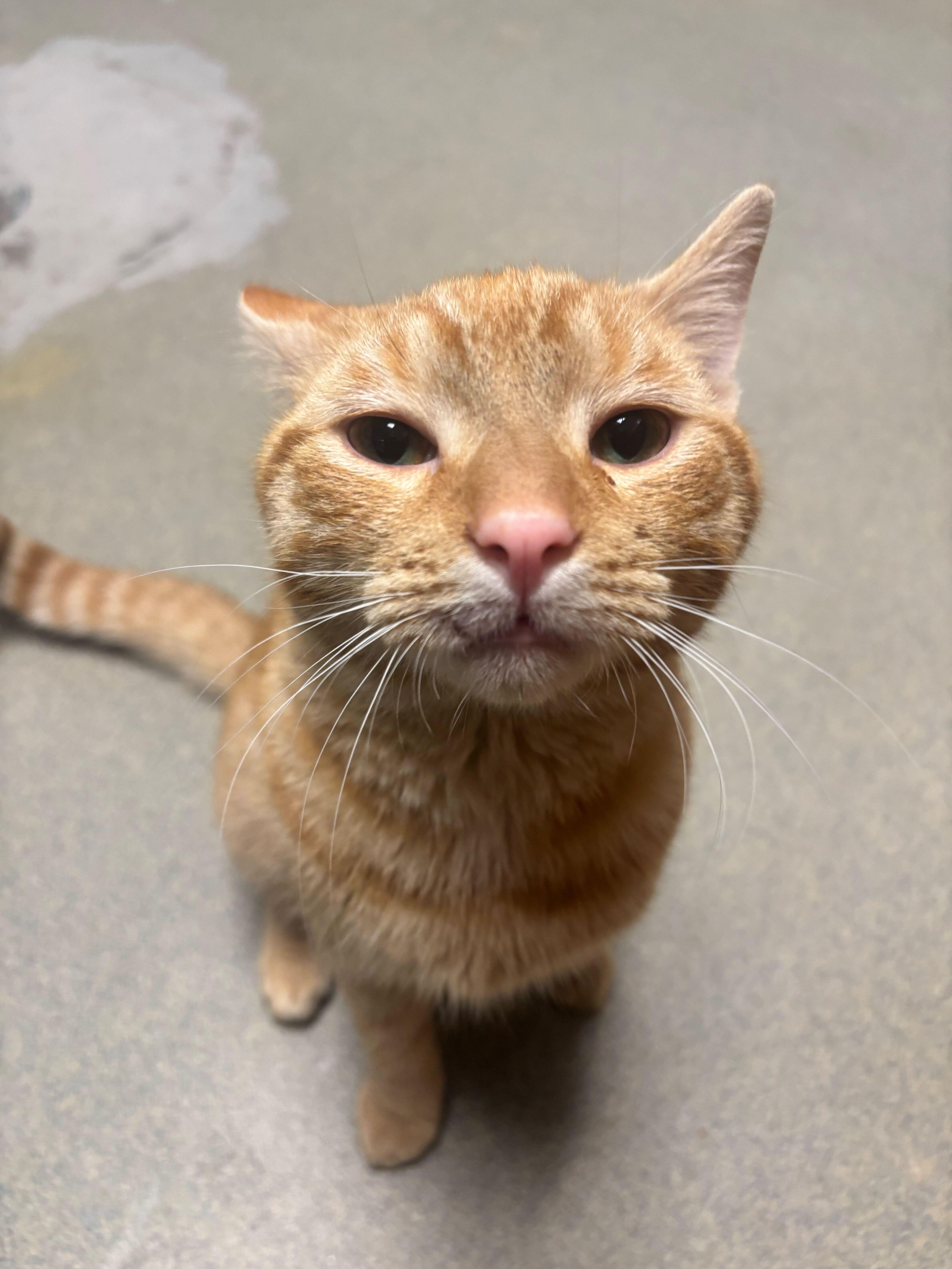 An adult small-sized male Domestic Short Hair cat named Ratchet for adoption in Manchester, NH