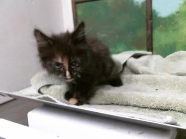 A baby small-sized female Domestic Short Hair cat named Splash for adoption in Houston, TX