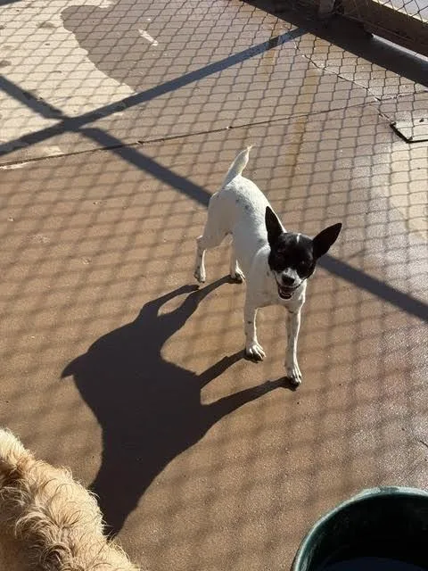 Rosie