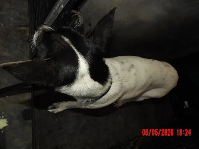 Rosie thumbnail 6