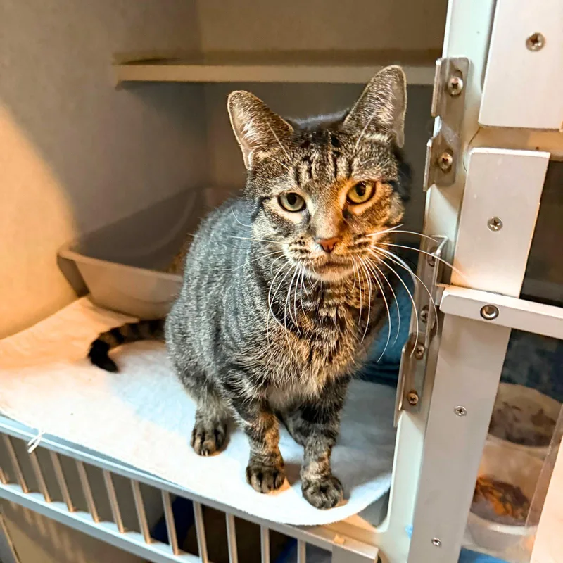 An adult medium-sized female Domestic Short Hair cat named Brunnera for adoption in Brooklyn, NY