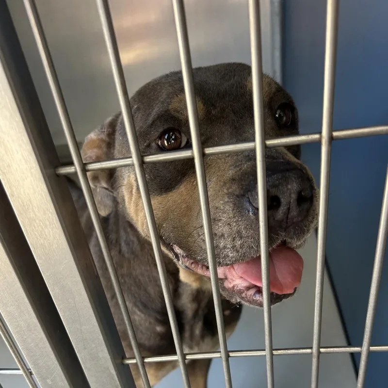 An adult medium-sized female Gray / Blue / Silver American Staffordshire Terrier dog named Plum for adoption in Greenville, SC