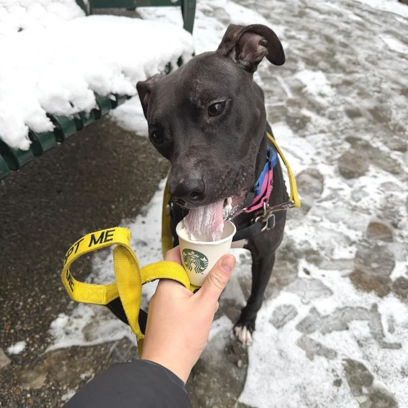 An adult medium-sized female Black Mixed Breed dog named Marge for adoption in Pittsburgh, PA