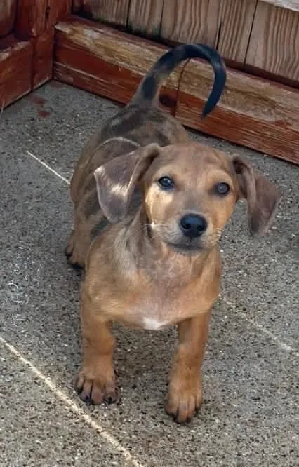 A baby small-sized female White / Cream Dachshund dog named Scarlett for adoption in Norfolk, MA