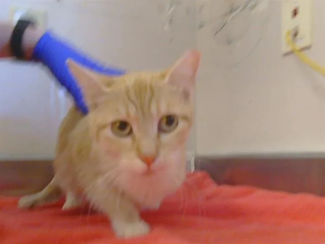 A young medium-sized female Domestic Short Hair cat named Lysa for adoption in Sacramento, CA