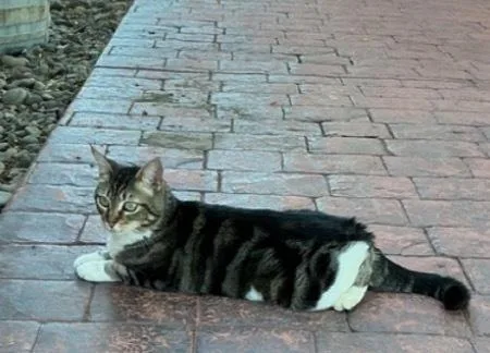 An adult medium-sized female Domestic Short Hair cat named Mouse for adoption in Bend, OR