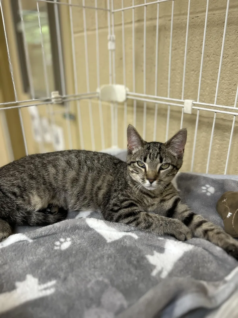A young small-sized female Tabby (Brown / Chocolate) Domestic Short Hair cat named Saturn for adoption in Myerstown, PA