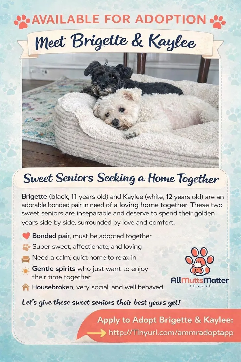 A senior small-sized female Shih Tzu dog named Kaylee for adoption in Berlin, NJ