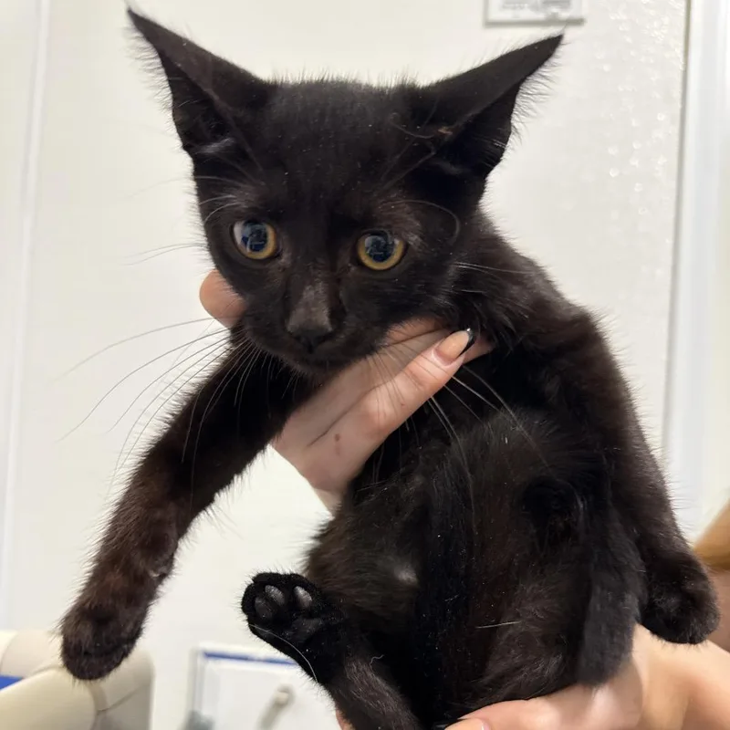 A baby small-sized male Black Domestic Short Hair cat named Gabe for adoption in Clearwater, FL