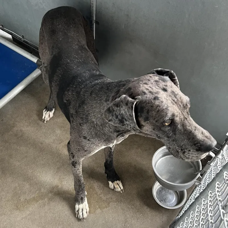 An adult extra large-sized male Gray / Blue / Silver Mixed Breed dog named King for adoption in Las Cruces, NM