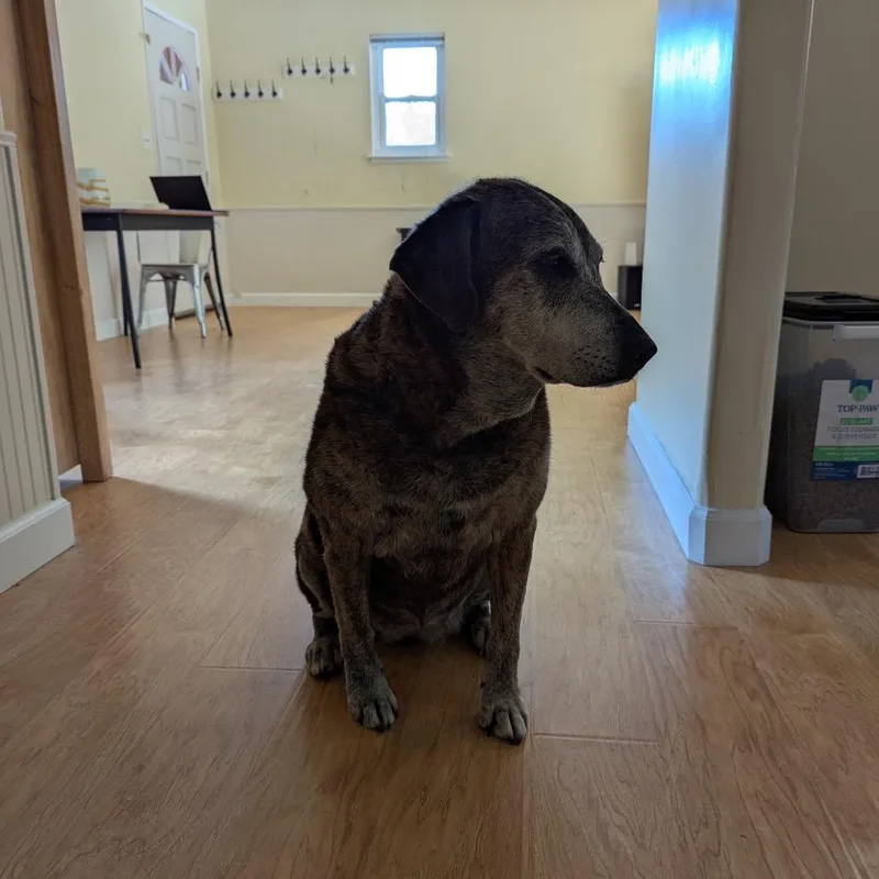 A senior large-sized female Black Catahoula Leopard Dog dog named Fiona for adoption in Lakehead, CA