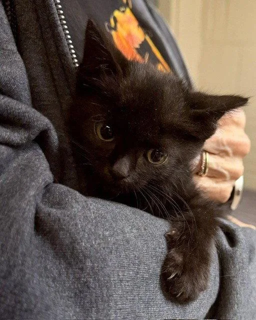 A young medium-sized male Domestic Short Hair cat named Remus for adoption in Apollo, PA