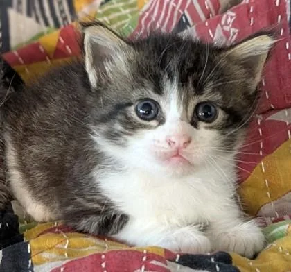 Mochi thumbnail 2