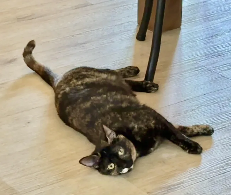 An adult medium-sized female Tortoiseshell cat named Hermione for adoption in Sherman Oaks, CA