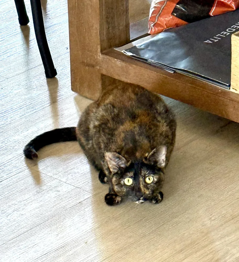 Hermione thumbnail 3
