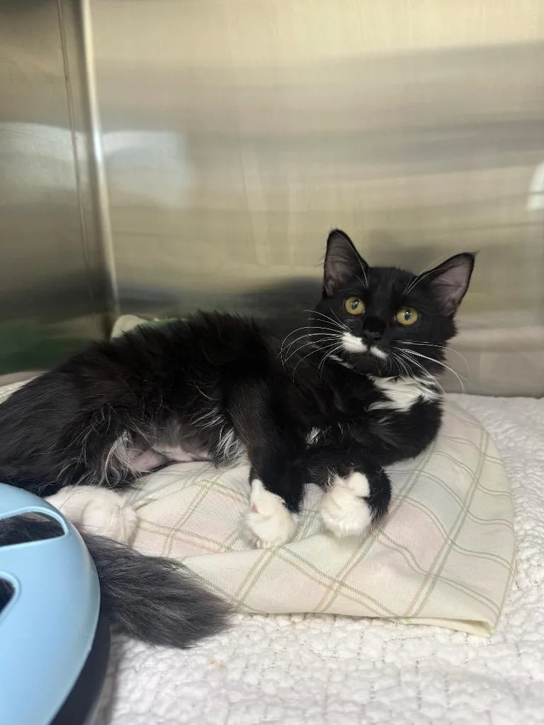 A baby medium-sized female Domestic Short Hair cat named Precious for adoption in Peoria, AZ