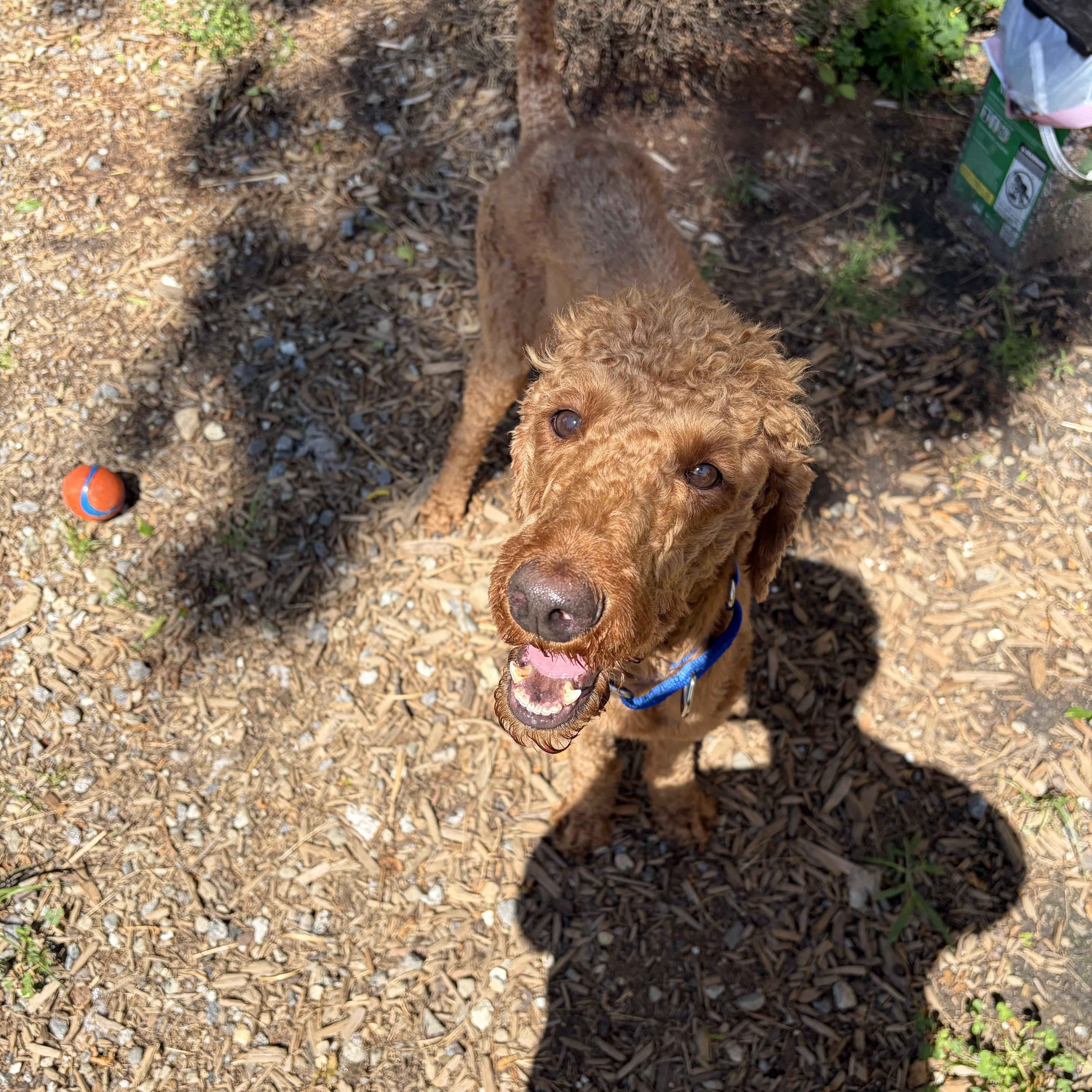 An adult medium-sized male Red / Chestnut / Orange Standard Poodle dog named Koda for adoption in richmond, ME