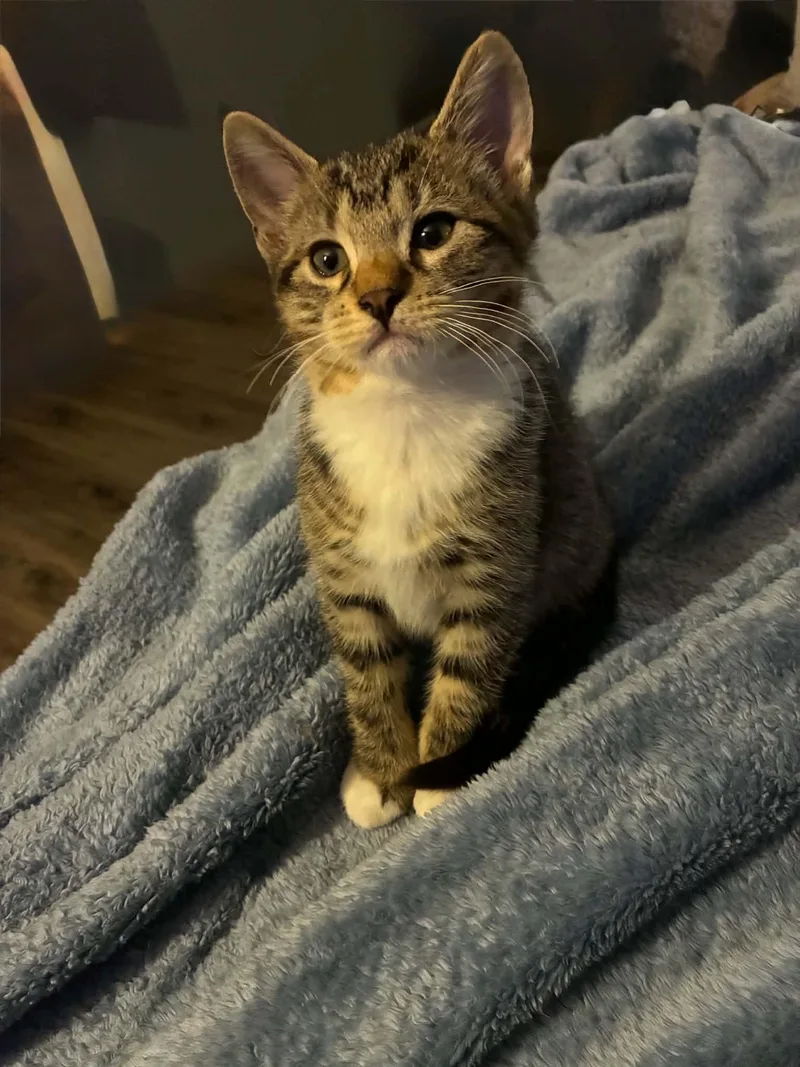 A baby medium-sized male Tabby (Brown / Chocolate) Domestic Short Hair cat named New JR for adoption in East Brunswick, NJ