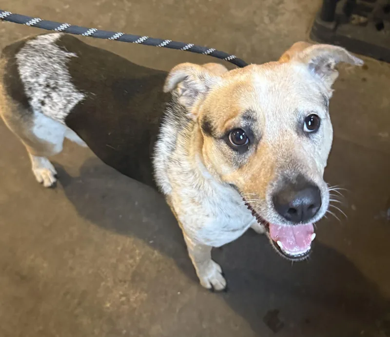A young medium-sized female Cattle Dog dog named Evie HOLD for adoption in Canton, OH