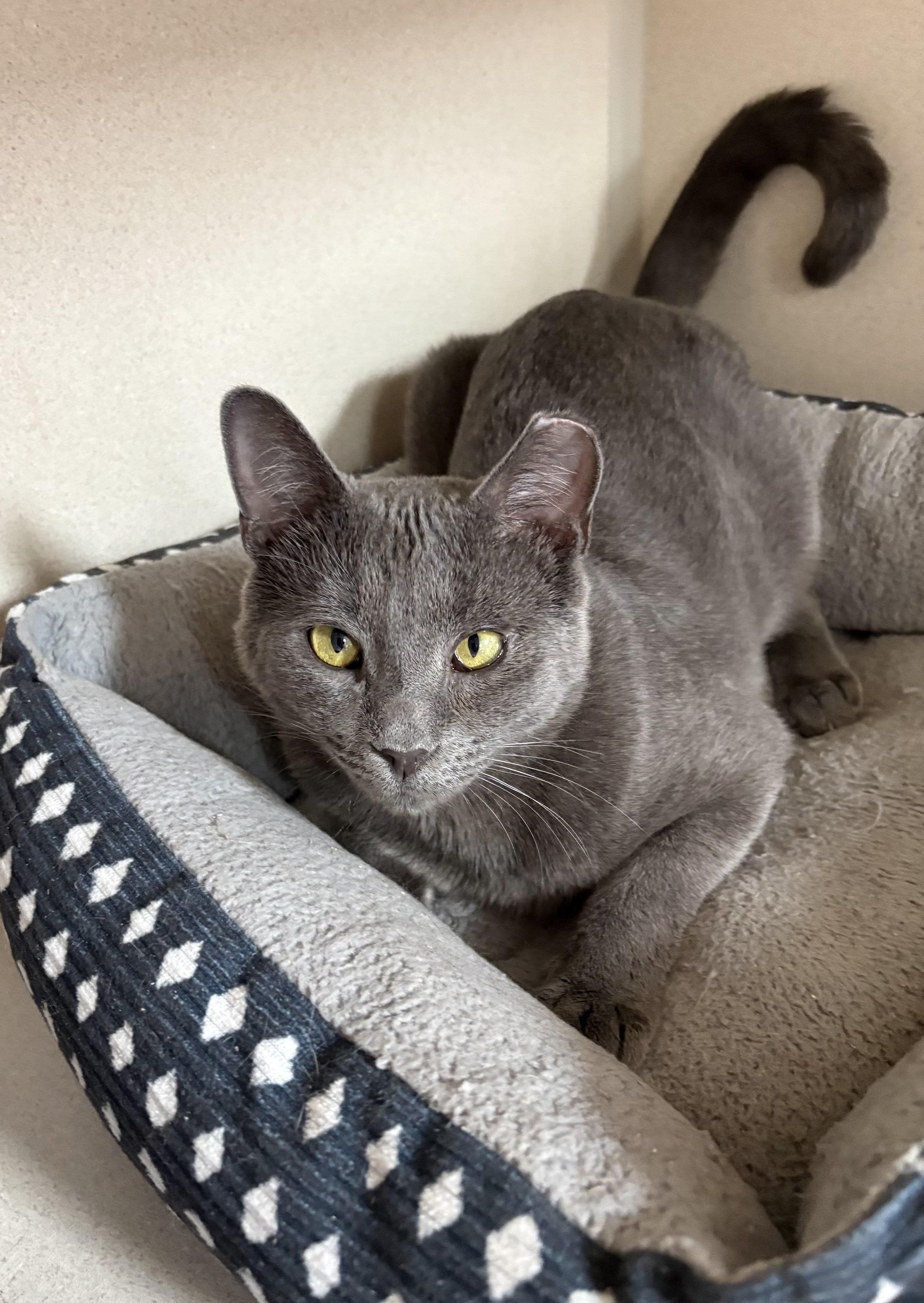 A young medium-sized male Gray / Blue / Silver Domestic Short Hair cat named Nimbus for adoption in Hamilton, NJ
