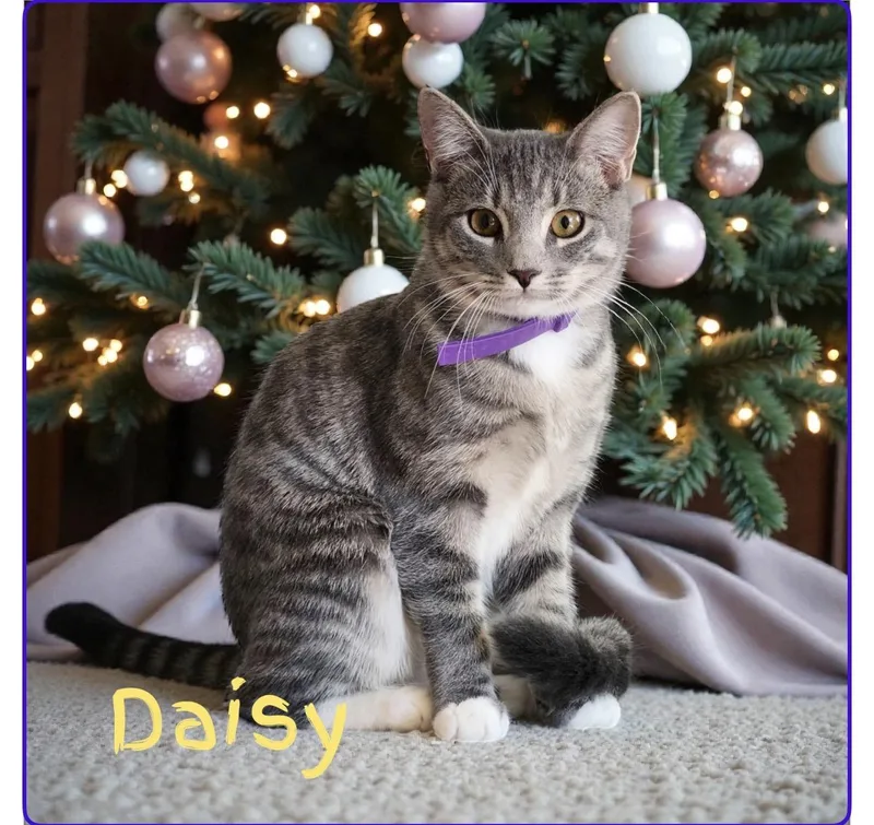 Daisy thumbnail 2