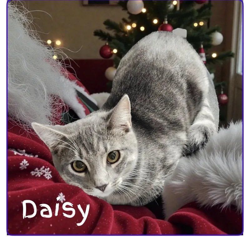 Daisy thumbnail 3