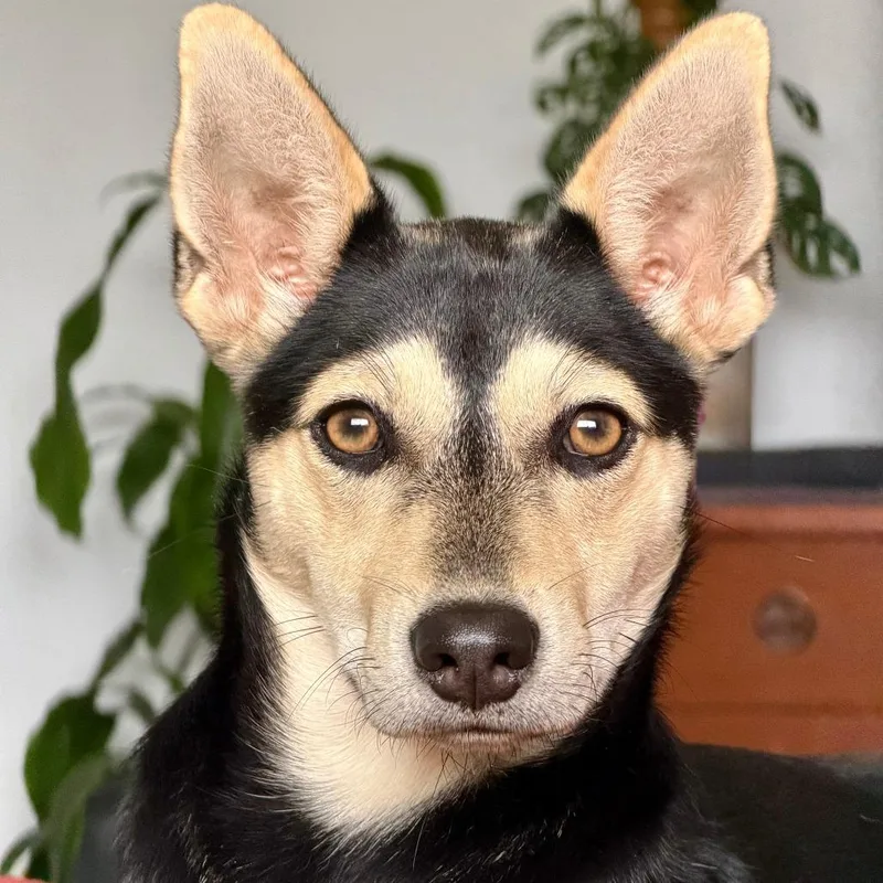 A young small-sized female German Shepherd Dog dog named Shelby for adoption in Fairfax, VA