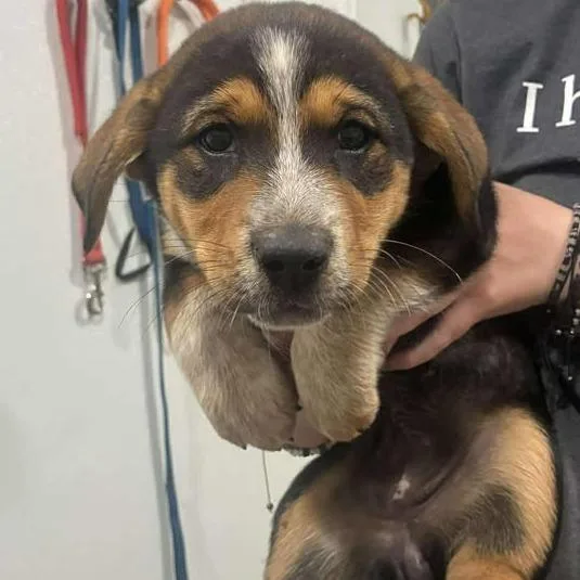A baby small-sized female Brown / Chocolate Australian Cattle Dog / Blue Heeler dog named Maple for adoption in Buchanan Dam, TX