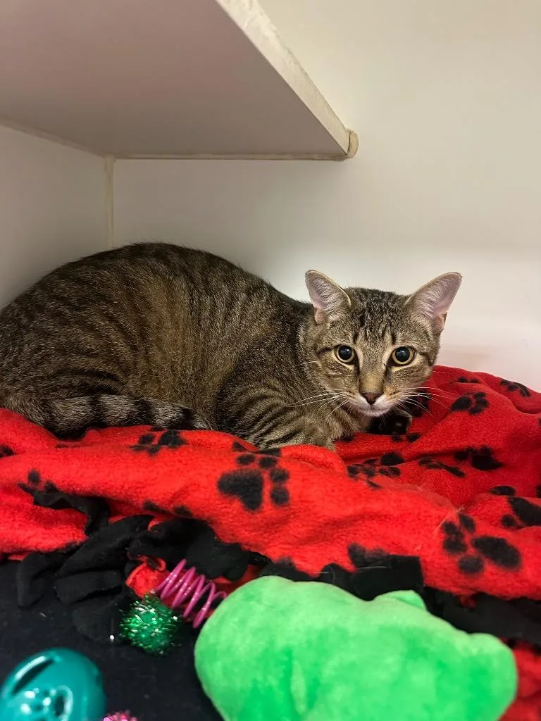 A young medium-sized male Domestic Short Hair cat named Coach for adoption in Johnson City, TN