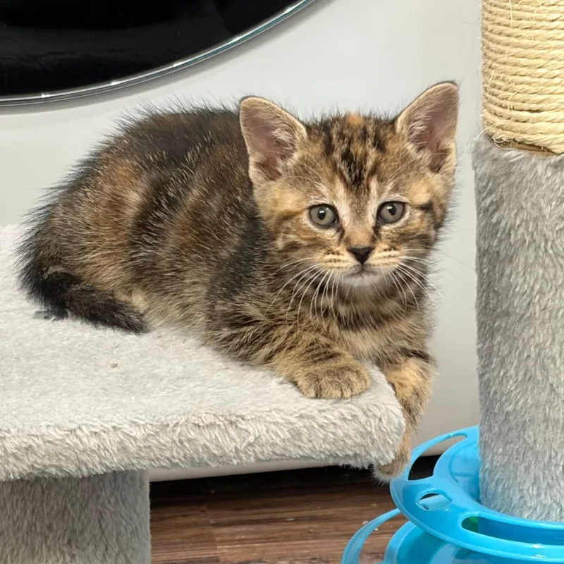 A baby small-sized female Brown / Chocolate Domestic Short Hair cat named Ember for adoption in Tacoma, WA