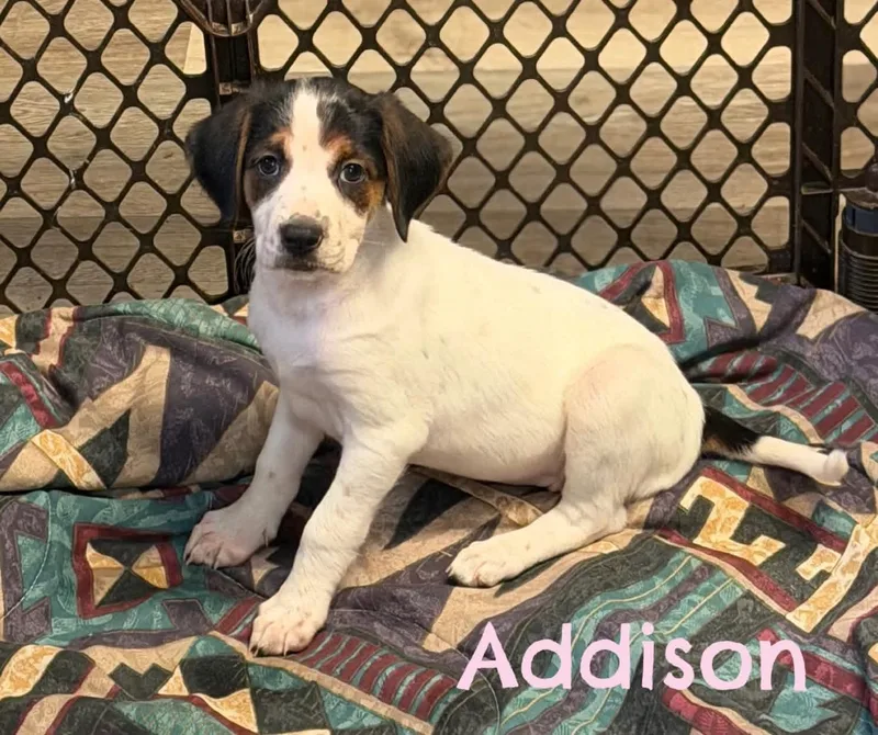 Addison