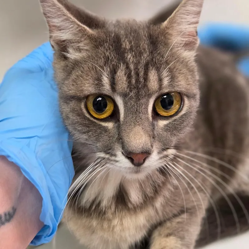 A young small-sized female Domestic Short Hair cat named Jessi Glaser for adoption in Charleston, WV