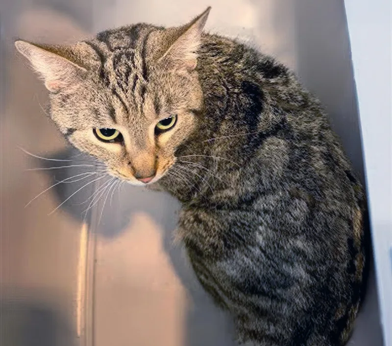 An adult medium-sized male Tabby (Brown / Chocolate) Domestic Short Hair cat named Boeing for adoption in Nashville, TN