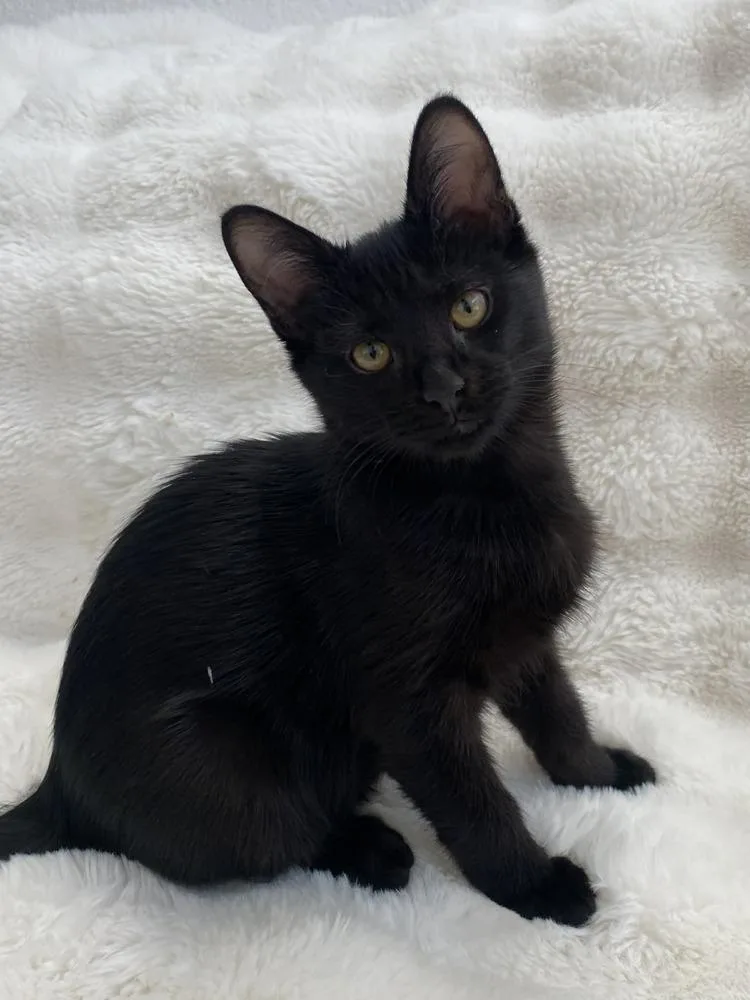 A baby medium-sized female Black Domestic Medium Hair cat named Quartz for adoption in tucson, AZ