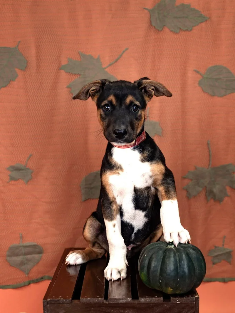 A baby medium-sized male Australian Cattle Dog / Blue Heeler dog named 833-26 for adoption in Brighton, CO