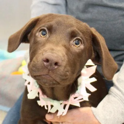 A young medium-sized female Brown / Chocolate Mixed Breed dog named Milky Way for adoption in Lansing, MI