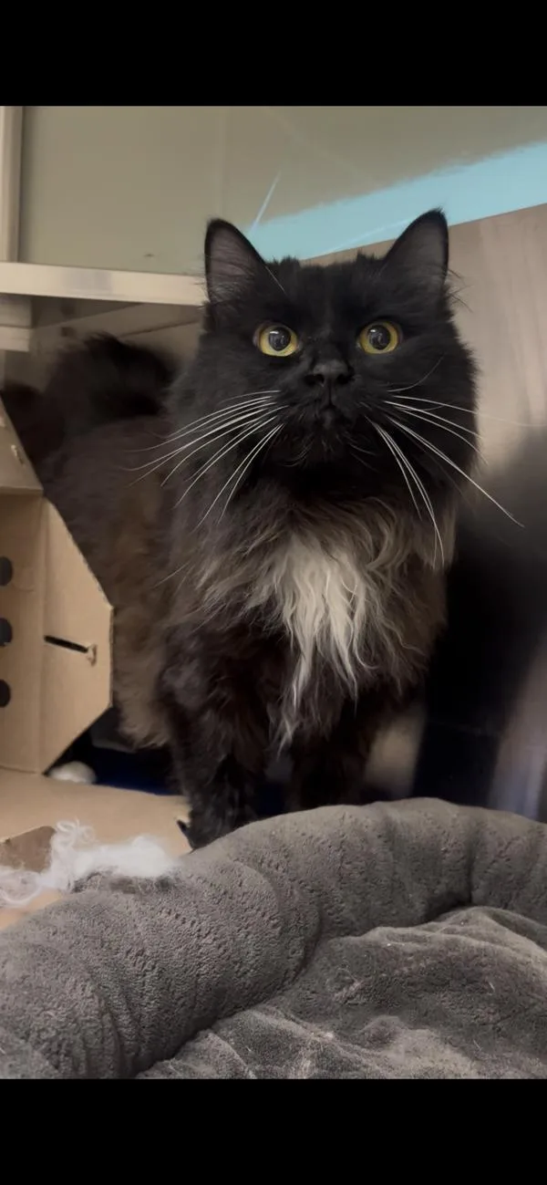 An adult small-sized female Domestic Medium Hair cat named Remy for adoption in Stratham, NH