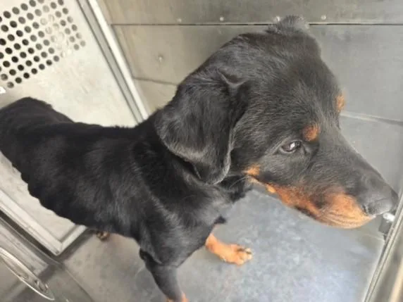 An adult large-sized male Rottweiler dog named Mbappe for adoption in Chatsworth, CA