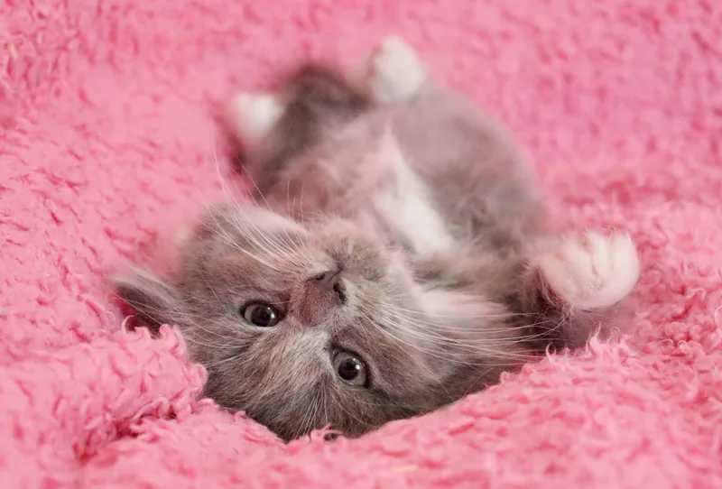 A baby medium-sized female Gray / Blue / Silver Domestic Long Hair cat named Lovebug for adoption in Saint Augustine, FL
