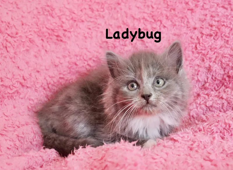 Lovebug thumbnail 5