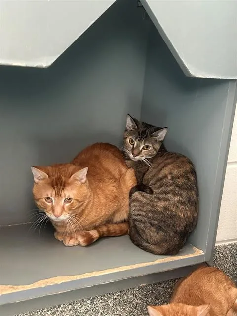 A young medium-sized male Domestic Short Hair cat named Tiger for adoption in Boston, MA