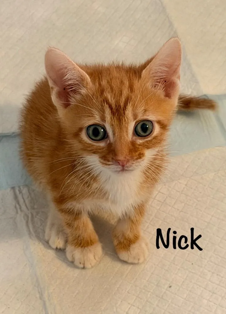 A baby medium-sized male Domestic Short Hair cat named Nick for adoption in Hoover , AL