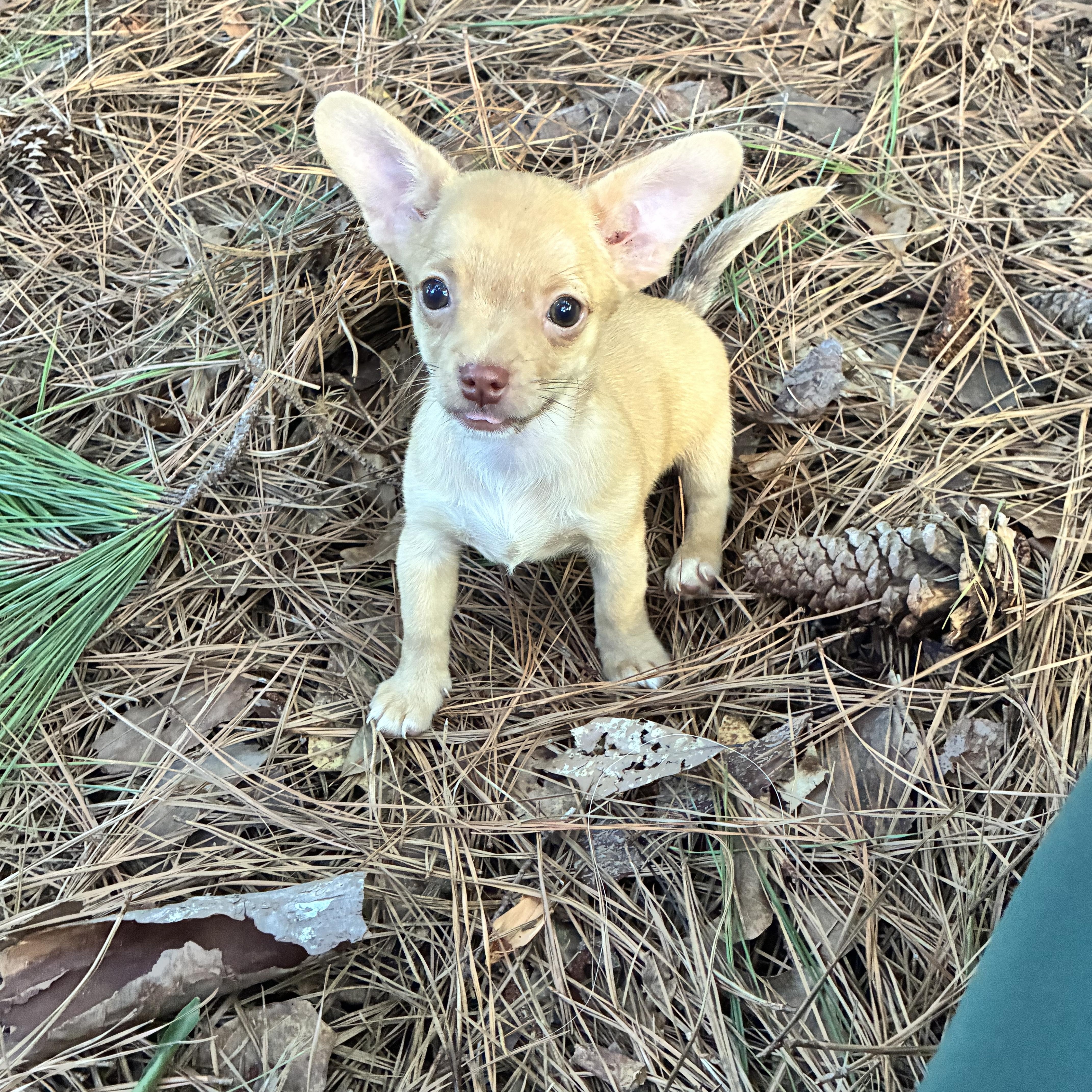 A baby small-sized male Apricot / Beige Chihuahua dog named Nemo for adoption in Rock Hill, SC