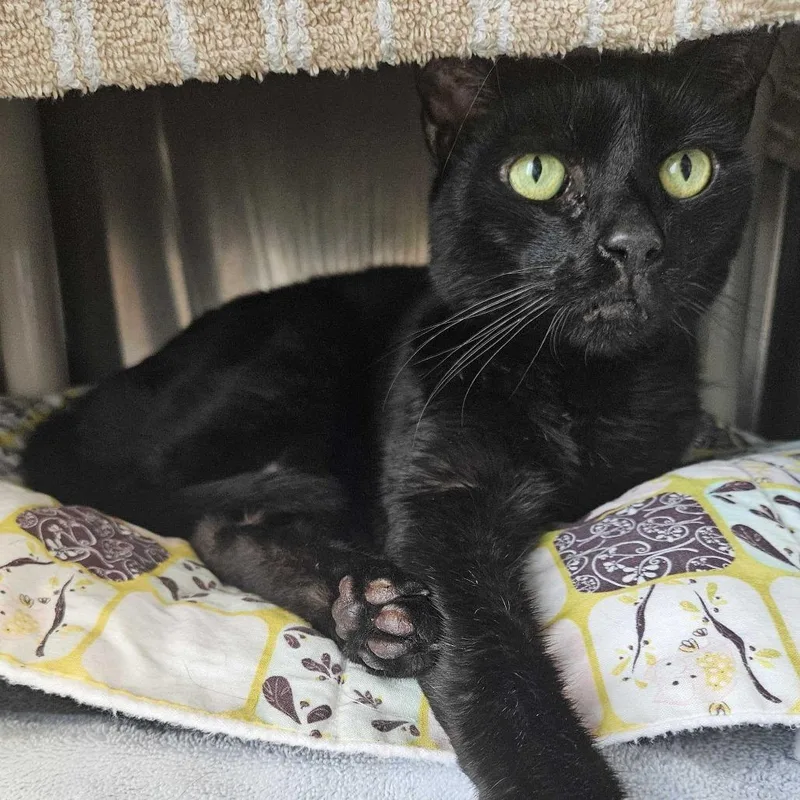 A senior medium-sized female Black Domestic Short Hair cat named Missy for adoption in Dover, NH
